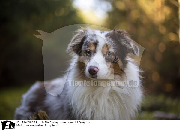 Miniature Australian Shepherd / Miniature Australian Shepherd / MW-29073