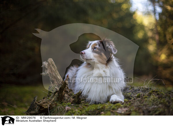 Miniature Australian Shepherd / Miniature Australian Shepherd / MW-29076