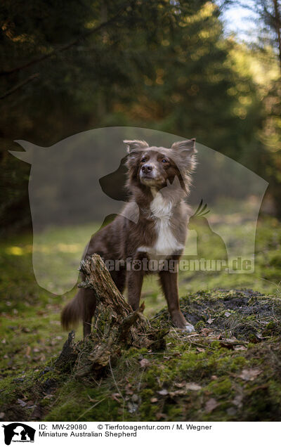 Miniature Australian Shepherd / Miniature Australian Shepherd / MW-29080