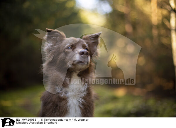 Miniature Australian Shepherd / Miniature Australian Shepherd / MW-29083