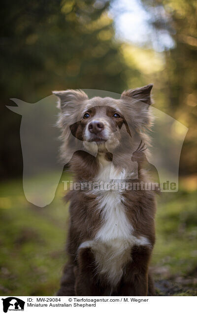 Miniature Australian Shepherd / Miniature Australian Shepherd / MW-29084