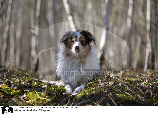 Miniature Australian Shepherd / Miniature Australian Shepherd / MW-29090