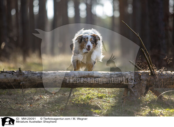 Miniature Australian Shepherd / Miniature Australian Shepherd / MW-29091