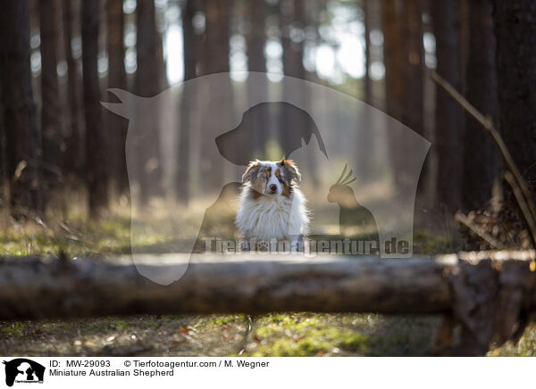 Miniature Australian Shepherd / Miniature Australian Shepherd / MW-29093