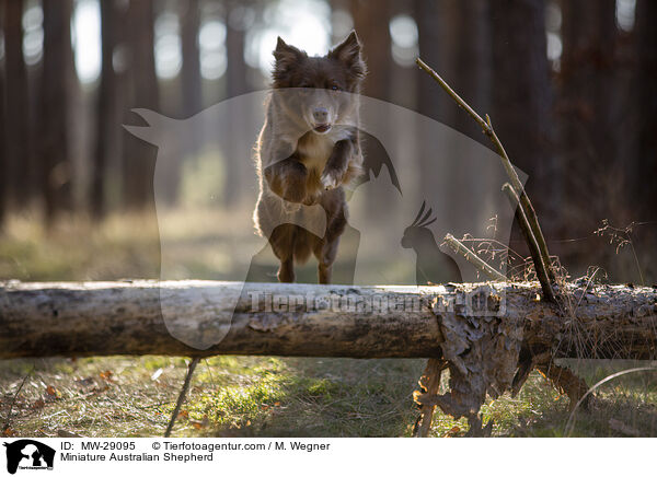 Miniature Australian Shepherd / Miniature Australian Shepherd / MW-29095