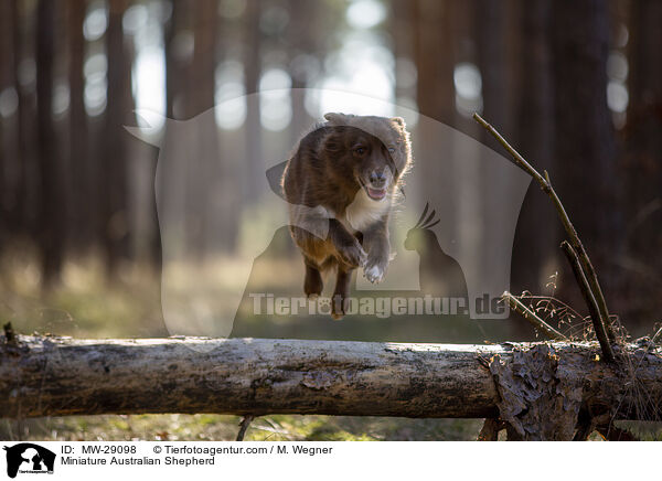 Miniature Australian Shepherd / Miniature Australian Shepherd / MW-29098