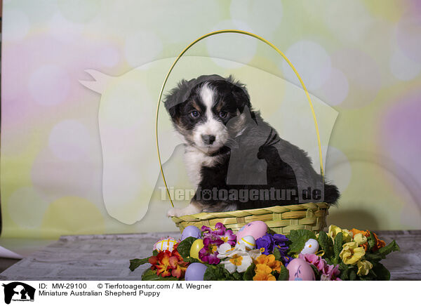 Miniature Australian Shepherd Welpe / Miniature Australian Shepherd Puppy / MW-29100