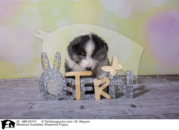 Miniature Australian Shepherd Welpe / Miniature Australian Shepherd Puppy / MW-29101