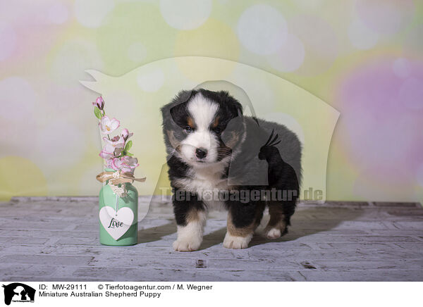 Miniature Australian Shepherd Welpe / Miniature Australian Shepherd Puppy / MW-29111