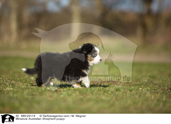 Miniature Australian Shepherd Welpe / Miniature Australian Shepherd puppy / MW-29114