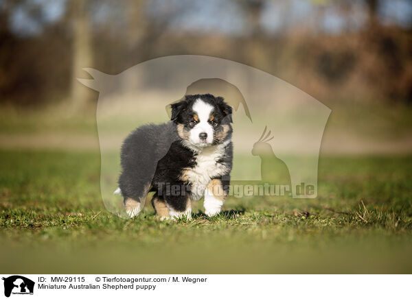 Miniature Australian Shepherd Welpe / Miniature Australian Shepherd puppy / MW-29115