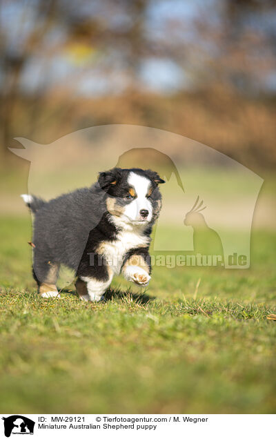 Miniature Australian Shepherd Welpe / Miniature Australian Shepherd puppy / MW-29121