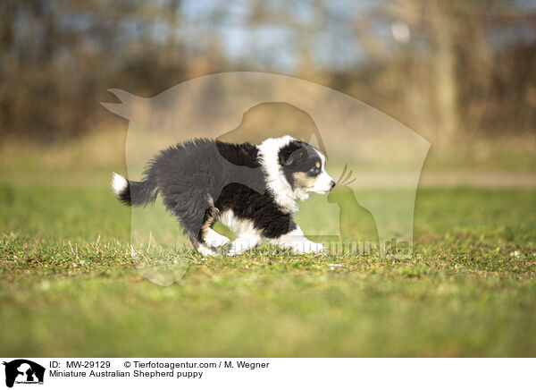 Miniature Australian Shepherd Welpe / Miniature Australian Shepherd puppy / MW-29129