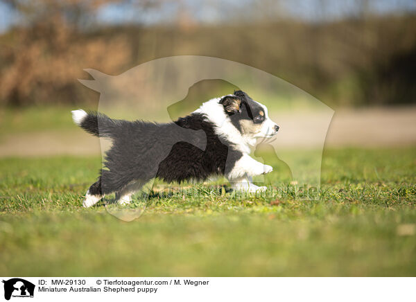 Miniature Australian Shepherd Welpe / Miniature Australian Shepherd puppy / MW-29130