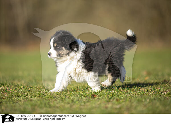 Miniature Australian Shepherd Welpe / Miniature Australian Shepherd puppy / MW-29134