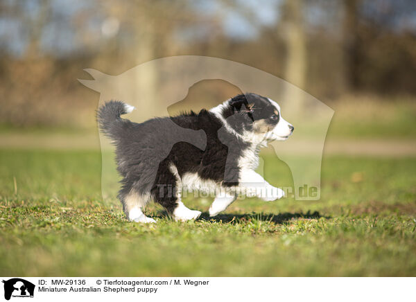 Miniature Australian Shepherd Welpe / Miniature Australian Shepherd puppy / MW-29136