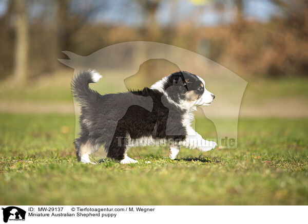 Miniature Australian Shepherd Welpe / Miniature Australian Shepherd puppy / MW-29137