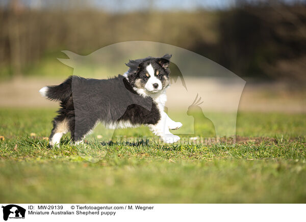 Miniature Australian Shepherd Welpe / Miniature Australian Shepherd puppy / MW-29139