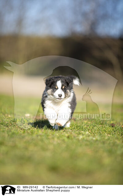 Miniature Australian Shepherd Welpe / Miniature Australian Shepherd puppy / MW-29142