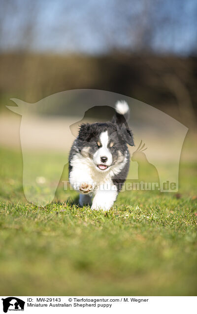 Miniature Australian Shepherd Welpe / Miniature Australian Shepherd puppy / MW-29143