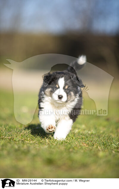 Miniature Australian Shepherd Welpe / Miniature Australian Shepherd puppy / MW-29144