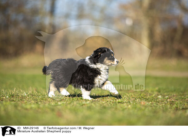 Miniature Australian Shepherd Welpe / Miniature Australian Shepherd puppy / MW-29146