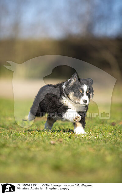 Miniature Australian Shepherd Welpe / Miniature Australian Shepherd puppy / MW-29151