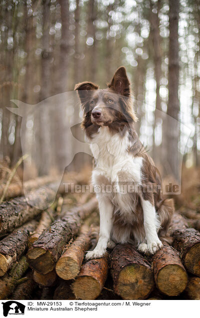 Miniature Australian Shepherd / Miniature Australian Shepherd / MW-29153