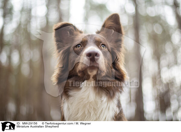 Miniature Australian Shepherd / Miniature Australian Shepherd / MW-29156