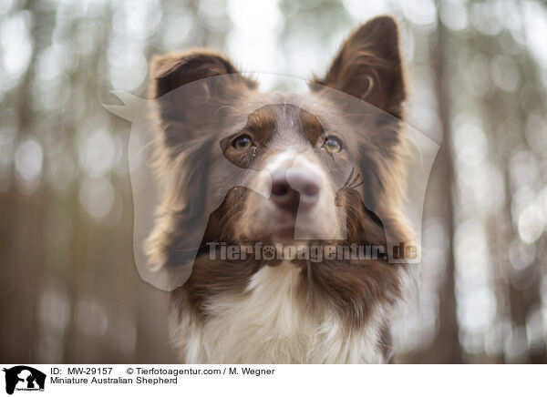 Miniature Australian Shepherd / Miniature Australian Shepherd / MW-29157