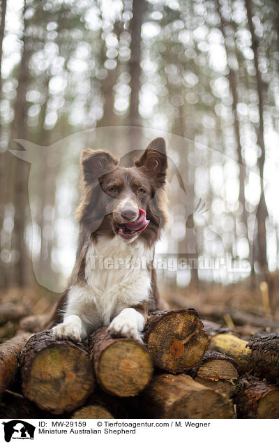 Miniature Australian Shepherd / Miniature Australian Shepherd / MW-29159