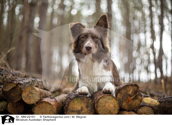 Miniature Australian Shepherd / Miniature Australian Shepherd / MW-29161