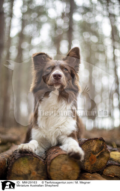 Miniature Australian Shepherd / Miniature Australian Shepherd / MW-29163