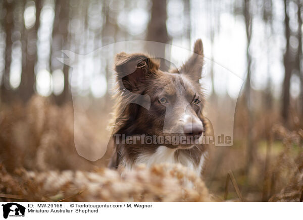 Miniature Australian Shepherd / Miniature Australian Shepherd / MW-29168