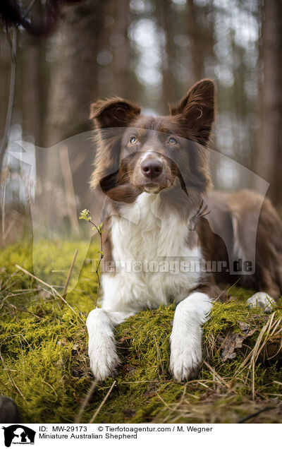 Miniature Australian Shepherd / Miniature Australian Shepherd / MW-29173