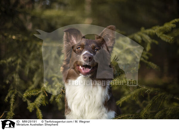 Miniature Australian Shepherd / Miniature Australian Shepherd / MW-29191