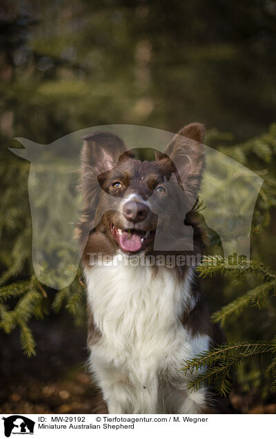 Miniature Australian Shepherd / Miniature Australian Shepherd / MW-29192