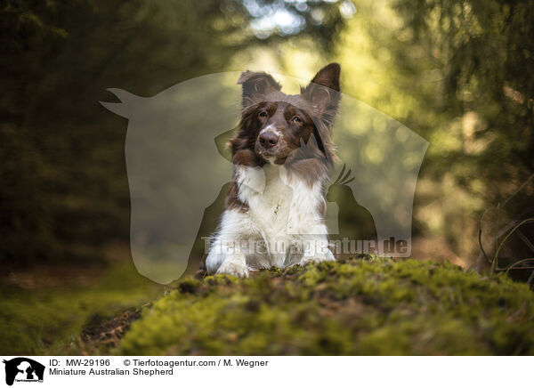 Miniature Australian Shepherd / Miniature Australian Shepherd / MW-29196