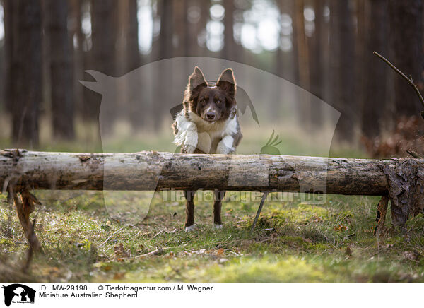 Miniature Australian Shepherd / Miniature Australian Shepherd / MW-29198