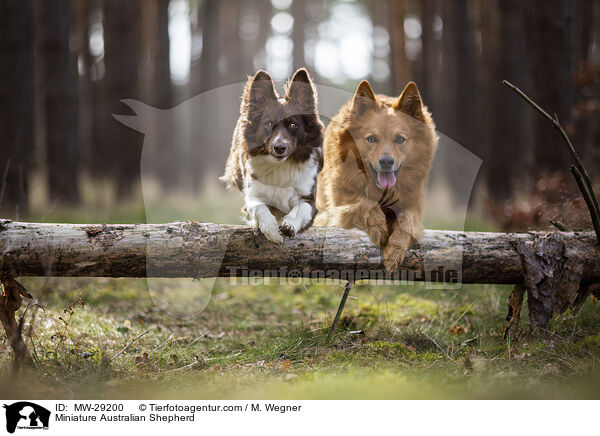 Miniature Australian Shepherd / Miniature Australian Shepherd / MW-29200