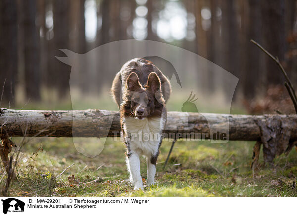 Miniature Australian Shepherd / Miniature Australian Shepherd / MW-29201