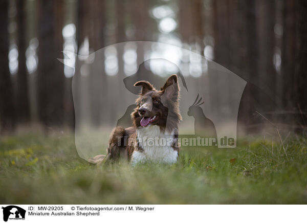 Miniature Australian Shepherd / Miniature Australian Shepherd / MW-29205