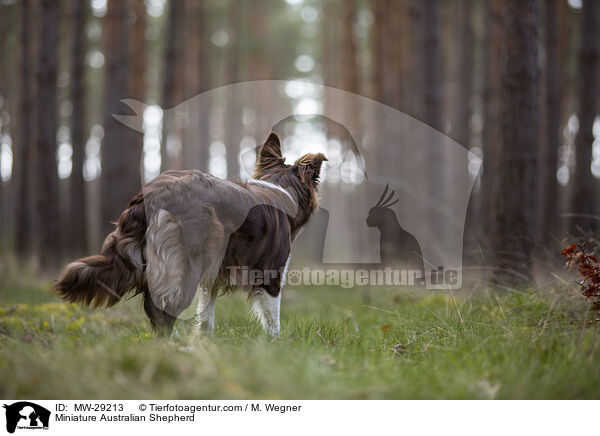 Miniature Australian Shepherd / Miniature Australian Shepherd / MW-29213