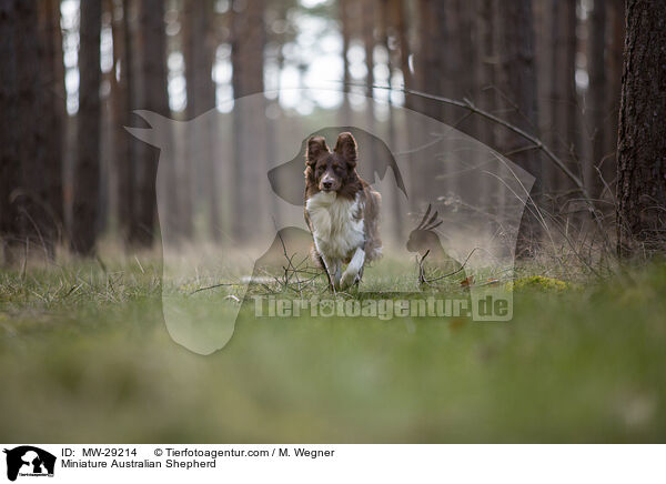 Miniature Australian Shepherd / Miniature Australian Shepherd / MW-29214