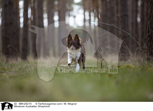 Miniature Australian Shepherd / Miniature Australian Shepherd / MW-29215