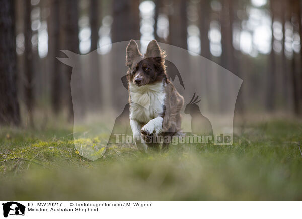 Miniature Australian Shepherd / Miniature Australian Shepherd / MW-29217