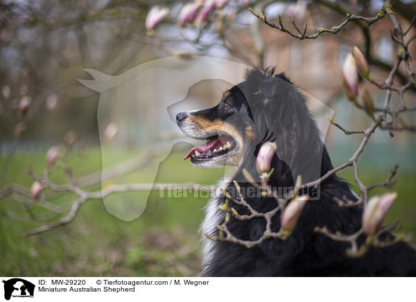 Miniature Australian Shepherd / Miniature Australian Shepherd / MW-29220