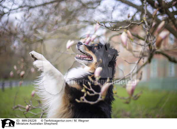 Miniature Australian Shepherd / Miniature Australian Shepherd / MW-29226