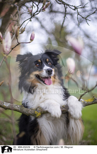 Miniature Australian Shepherd / Miniature Australian Shepherd / MW-29229