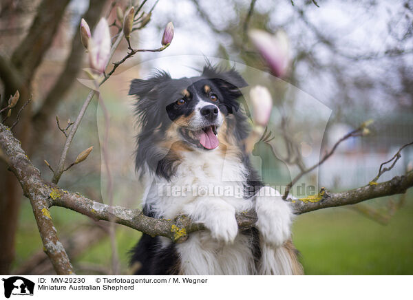 Miniature Australian Shepherd / Miniature Australian Shepherd / MW-29230